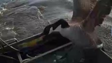 Goose Throwdown