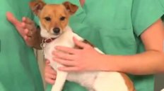 VetVid: How to Brush Your Dog's Teeth