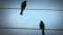 Birds On The Wires