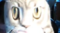 Guy Can't Stop Laughing While Filming Himself And His Cat