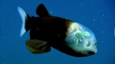 Weird Fish With Transparent Head