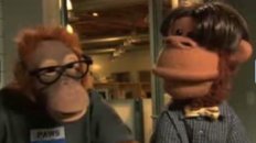 Simian Undercover Detective Squad