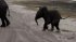 Baby Elephant Sneezes and Scares Himself