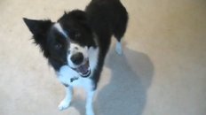 Dog Tricks for a Rainy Day