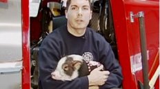 This Little Piggy is a Fireman