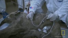 Waking the Baby Mammoth