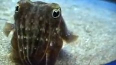 Angry Cuttlefish
