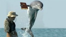 The Porpoise Driven Life