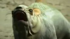 Dogfish Car Commercial