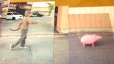 Stop Motion With Wolf And Pig