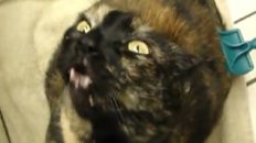 Happy or Angry Cat