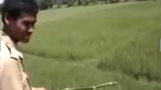 Tiger vs. Man on Elephant