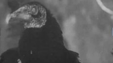 James Apollo - "Bad Old Buzzard"