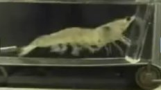 Shrimp Running On A Treadmill To The Benny Hill Theme
