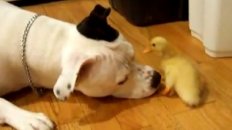 Duck and Dog