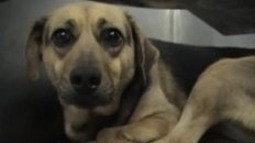 IAMS Animal Cruelty Experiments on Hidden Camera