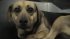 IAMS Animal Cruelty Experiments on Hidden Camera