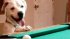 Smart Dog Can Shoot Pool