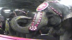 Ringling Beats Animals: A PETA Undercover Investigation