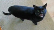 Meow Mix