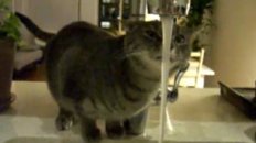 Cat Shower