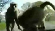 Monkey Goes For A Ride