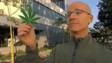 Medical Marijuana Parody - Legalize It