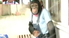 Chimp Washes Bear