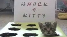 Whack-A-Kitty