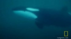 The Whale that Ate Jaws