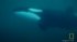 The Whale that Ate Jaws