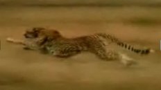 Man Steals Cheetah's Prey
