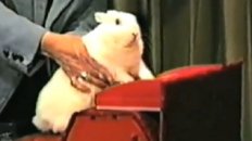 B.B. Bunny