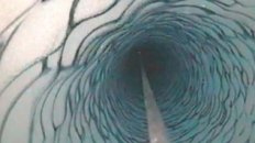 NASA Finds Antarctic Shrimp
