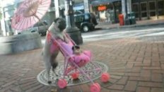 Pug Pushes Stroller