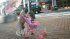 Pug Pushes Stroller