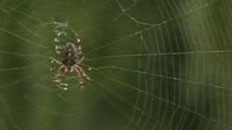 Spiders on Drugs