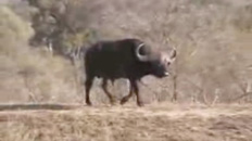 Battle at Kruger