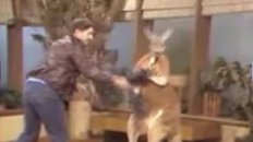 Boxing Kangaroo