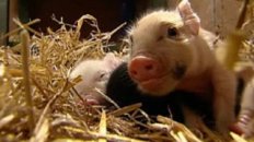 Animal Lovers Squeal For "Teacup" Pigs!