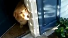 Dog Cries When Soldier Returns Home