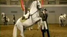 Lipizzaner Stallions, from Battle to Ballet
