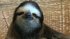 Meet the Sloths