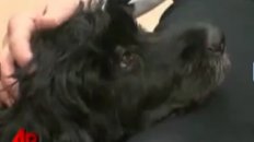 Obama Picks First Dog "Bo"