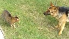 Small Cat vs Large Dog