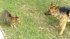 Small Cat vs Large Dog