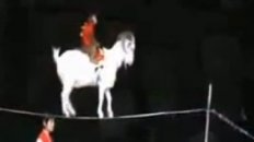Monkey & Goat on a Rope