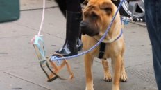 Invisible Dogs