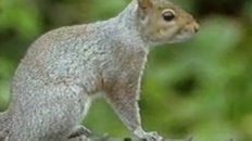Mission Impossible Squirrel