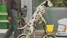 Bike Riding Dalmation